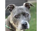 Greta, American Pit Bull Terrier For Adoption In Sacramento, California