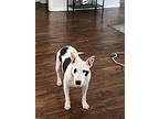 Clarabelle, Bull Terrier For Adoption In Dallas, Texas