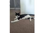 Speck, Domestic Shorthair For Adoption In Calgary, Alberta