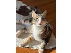 Clara, Domestic Shorthair For Adoption In Chicago, Illinois