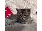 Eleanor, Domestic Shorthair For Adoption In Hoover, Alabama