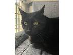 Lucky Lucy, Domestic Shorthair For Adoption In Sherwood, Oregon