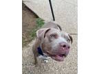 Suzie, American Pit Bull Terrier For Adoption In Justin, Texas