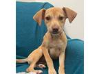 Brooklyn, Terrier (unknown Type, Medium) For Adoption In Lafayette, Louisiana