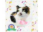 Kayla (main Campus), Domestic Shorthair For Adoption In Louisville, Kentucky