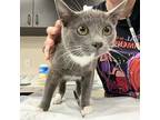 Bullet Tooth, Domestic Shorthair For Adoption In Dallas, Texas