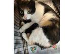 Gypsy, Domestic Shorthair For Adoption In Lutz, Florida