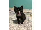 Billie, Domestic Shorthair For Adoption In Lutz, Florida