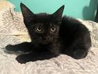 Olive, Domestic Shorthair For Adoption In Lutz, Florida