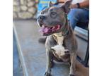 Estella (stella), American Staffordshire Terrier For Adoption In Santa Paula