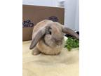 Peter, Lop, Holland For Adoption In Oshkosh, Wisconsin