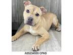 Cheerio, Terrier (unknown Type, Small) For Adoption In Shreveport, Louisiana