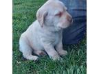 Labrador Retriever Puppy for sale in Rocky Mount, VA, USA