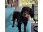 Gordon Setter Puppy for sale in Hardinsburg, KY, USA