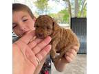 Poodle (Toy) Puppy for sale in Brooksville, FL, USA