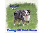 Miniature Australian Shepherd Puppy for sale in Forestburg, TX, USA