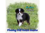 Miniature Australian Shepherd Puppy for sale in Forestburg, TX, USA