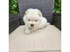 Chow Chow Puppy for sale in Dallas, TX, USA