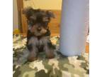 Yorkshire Terrier Puppy for sale in Eaton, OH, USA