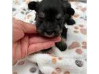 Schnauzer (Miniature) Puppy for sale in Broxton, GA, USA