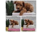 Goldendoodle Puppy for sale in Huntsville, AL, USA