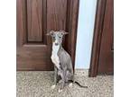 Italian Greyhound Puppy for sale in Nappanee, IN, USA