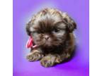Shih Tzu Puppy for sale in Delphos, OH, USA