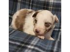 Australian Shepherd Puppy for sale in Murfreesboro, TN, USA