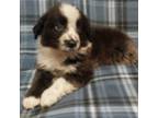 Australian Shepherd Puppy for sale in Murfreesboro, TN, USA