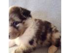 Shetland Sheepdog Puppy for sale in Wellston, OK, USA