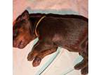 Doberman Pinscher Puppy for sale in Lancaster, NY, USA