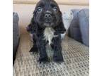 Cocker Spaniel Puppy for sale in Casa Grande, AZ, USA