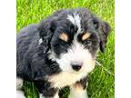 Mutt Puppy for sale in Chippewa Falls, WI, USA
