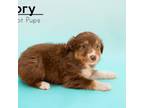 Australian Shepherd Puppy for sale in Butterfield, MO, USA