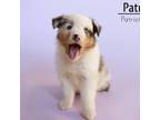 Australian Shepherd Puppy for sale in Butterfield, MO, USA