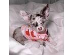 Chihuahua Puppy for sale in Astoria, NY, USA