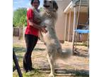 Great Pyrenees Puppy for sale in Lexington, SC, USA