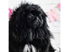 Pekingese Puppy for sale in Elkland, MO, USA