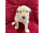Mutt Puppy for sale in Victorville, CA, USA