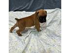 Boxer Puppy for sale in Claremore, OK, USA