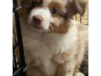 Miniature Australian Shepherd Puppy for sale in Marshall, TX, USA