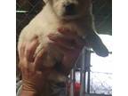 Golden Retriever Puppy for sale in Engelhard, NC, USA