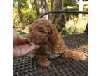 Poodle (Toy) Puppy for sale in Tampa, FL, USA