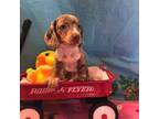 Dachshund Puppy for sale in Greenville, FL, USA