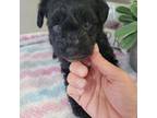 Schnauzer (Miniature) Puppy for sale in Palestine, TX, USA