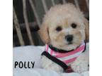 Polly