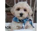 Maltipoo Puppy for sale in Conway, AR, USA