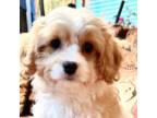 Cavapoo Puppy for sale in Liberty, MS, USA