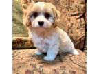 Cavapoo Puppy for sale in Liberty, MS, USA