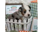 Miniature Australian Shepherd Puppy for sale in Joshua, TX, USA